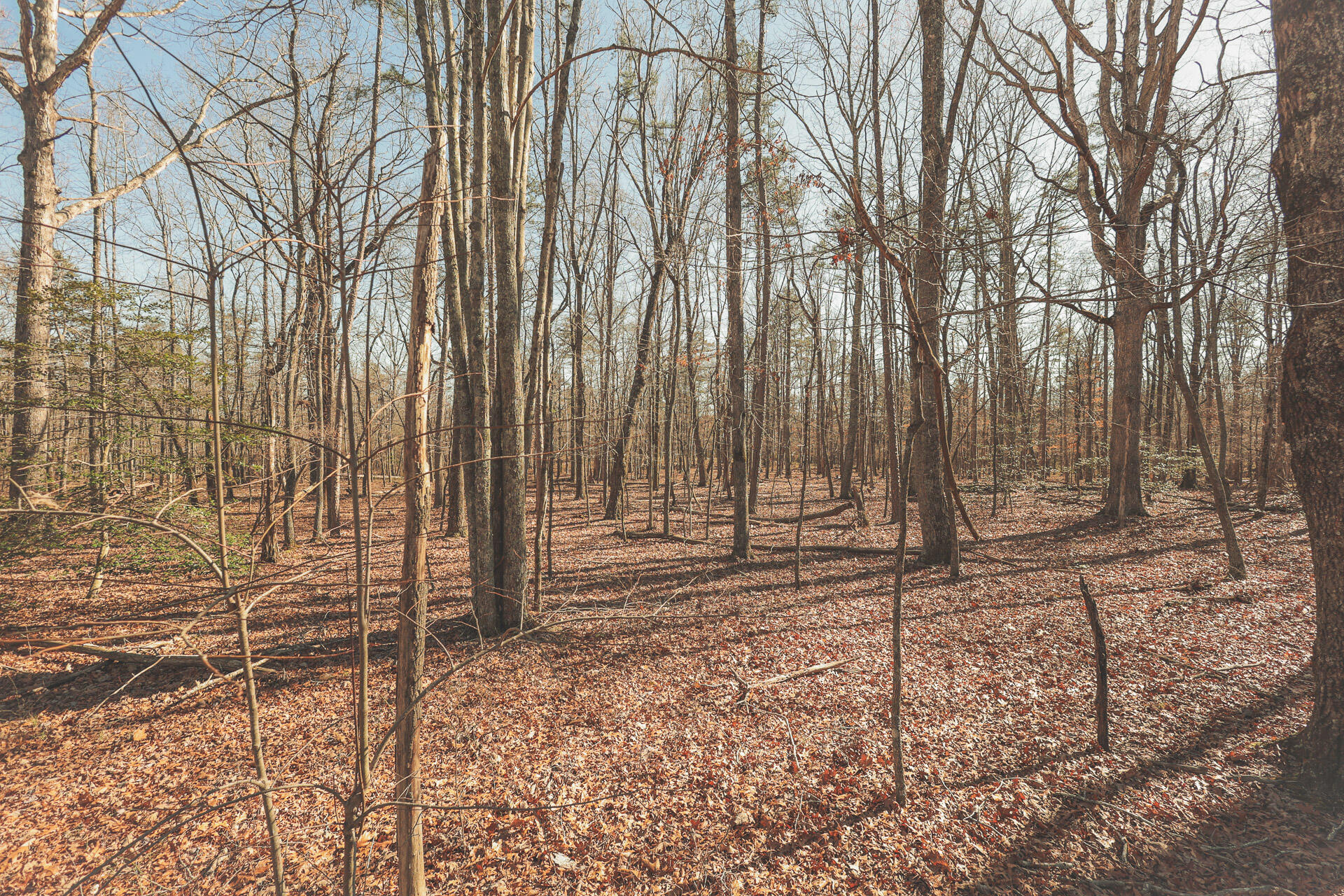 12733 Jones Gap Road Soddy Daisy, TN 37379 - Photo 79 of 108 Untitled-540