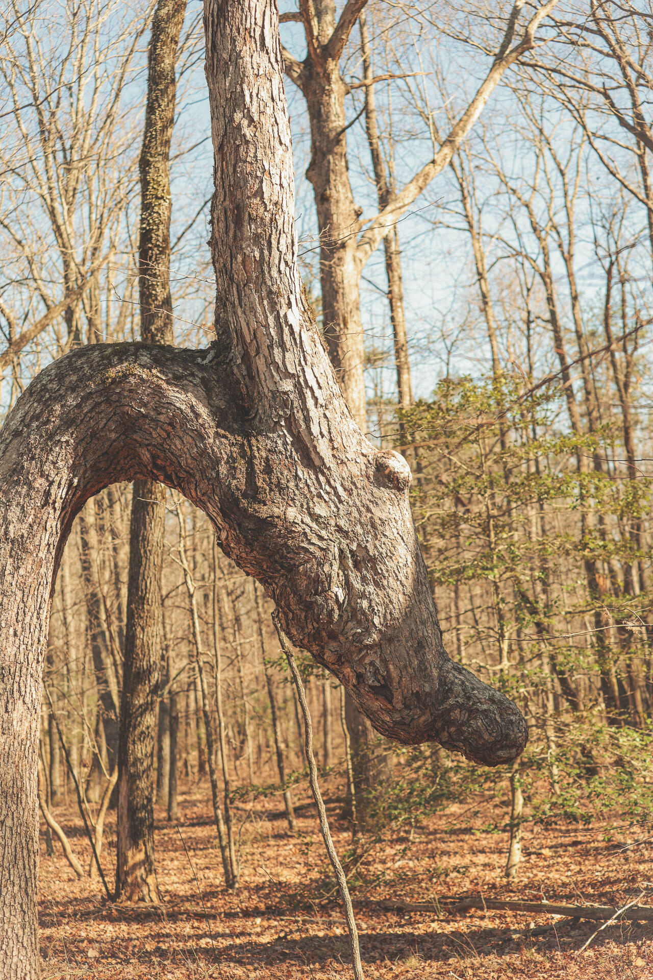 12733 Jones Gap Road Soddy Daisy, TN 37379 - Photo 80 of 108 Untitled-542