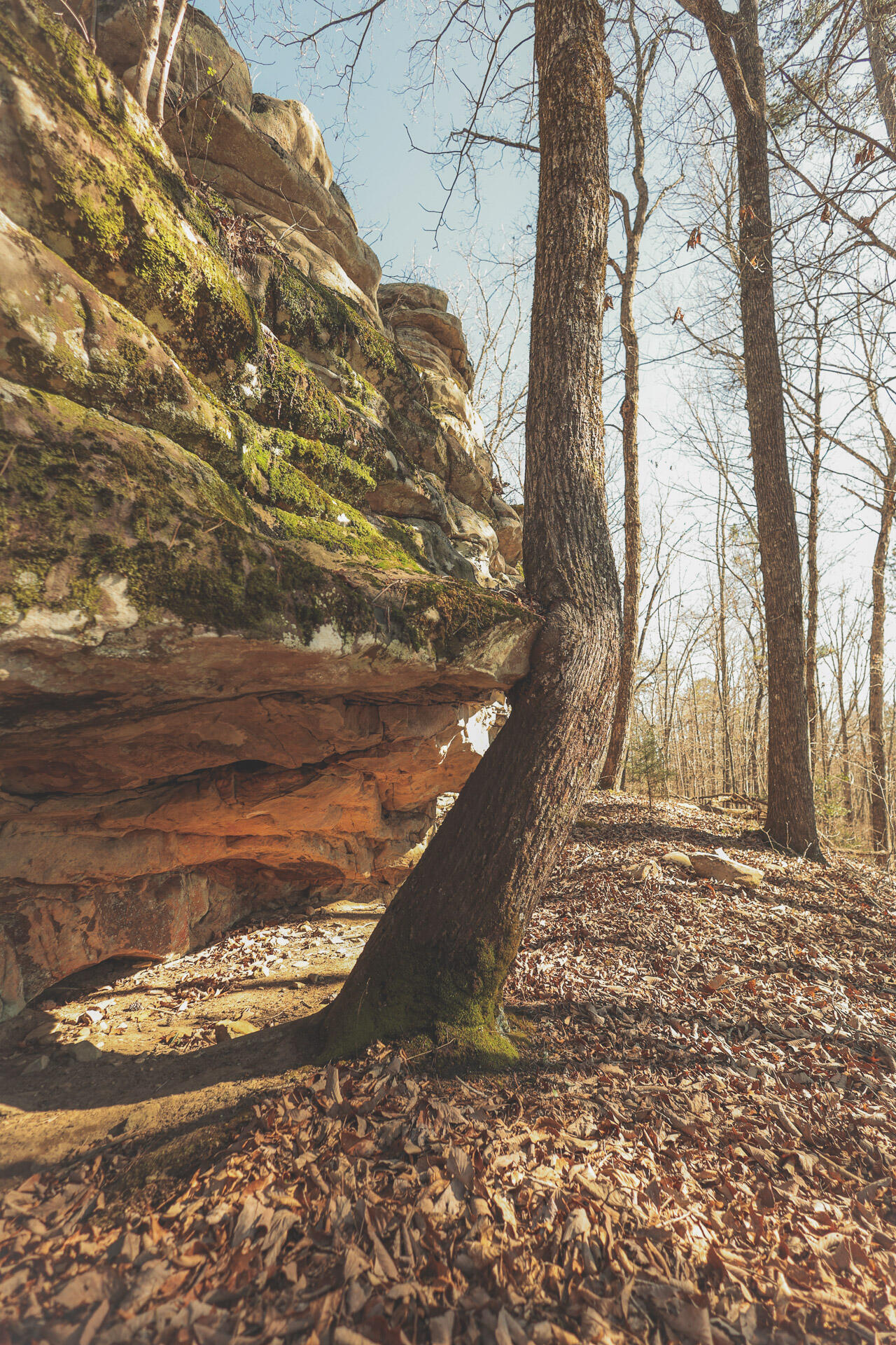 12733 Jones Gap Road Soddy Daisy, TN 37379 - Photo 8 of 108 6