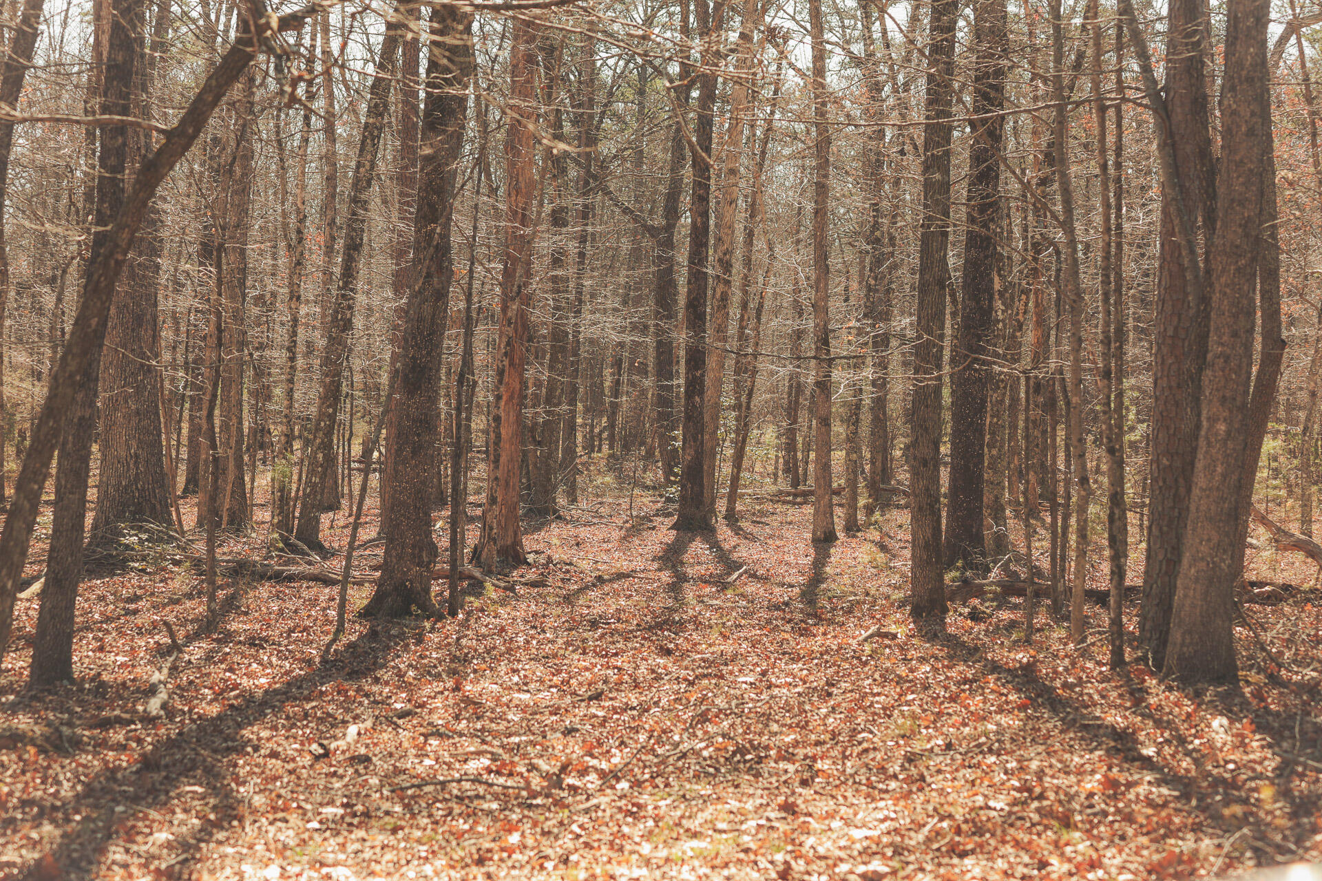 12733 Jones Gap Road Soddy Daisy, TN 37379 - Photo 82 of 108 Untitled-544