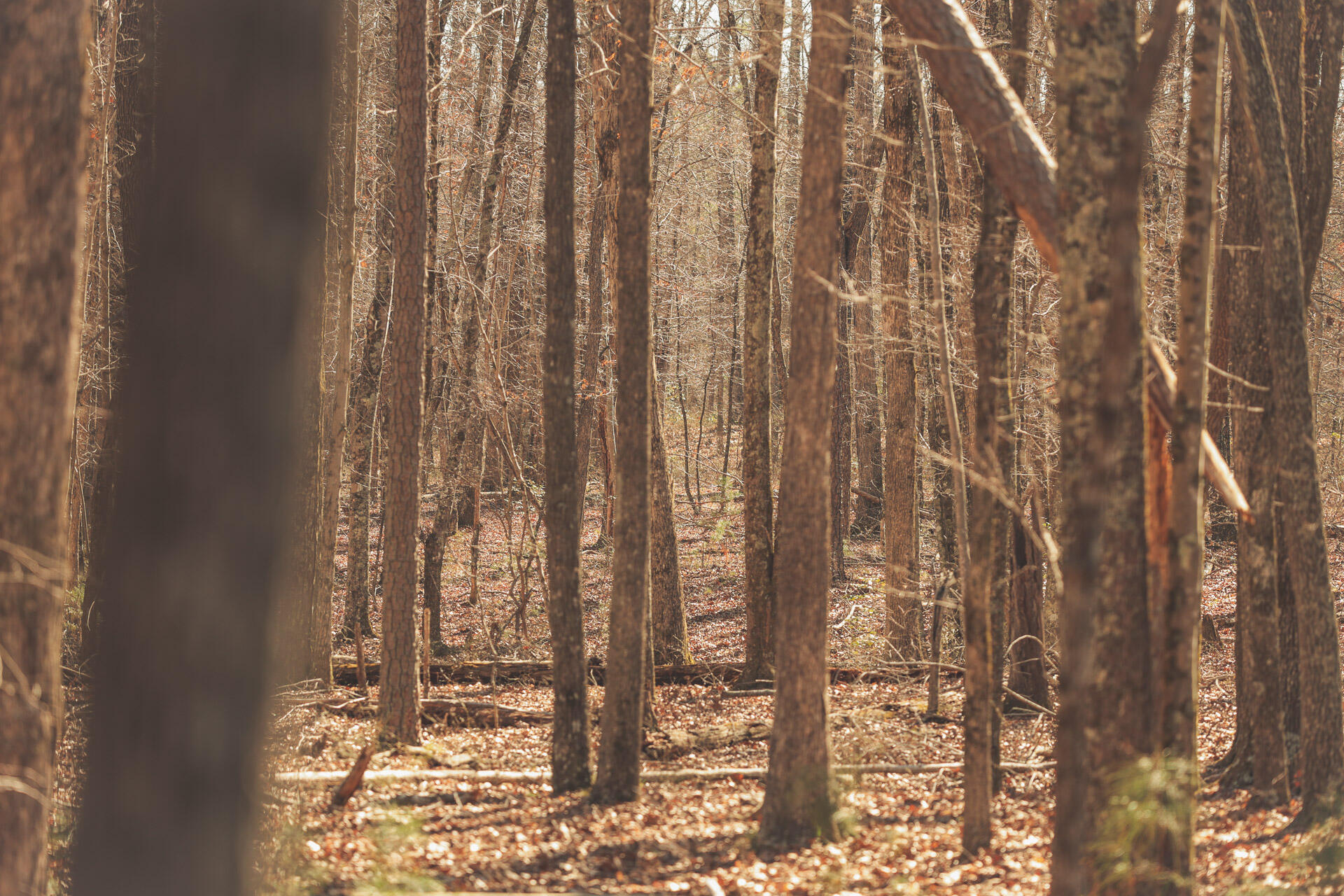 12733 Jones Gap Road Soddy Daisy, TN 37379 - Photo 83 of 108 Untitled-545