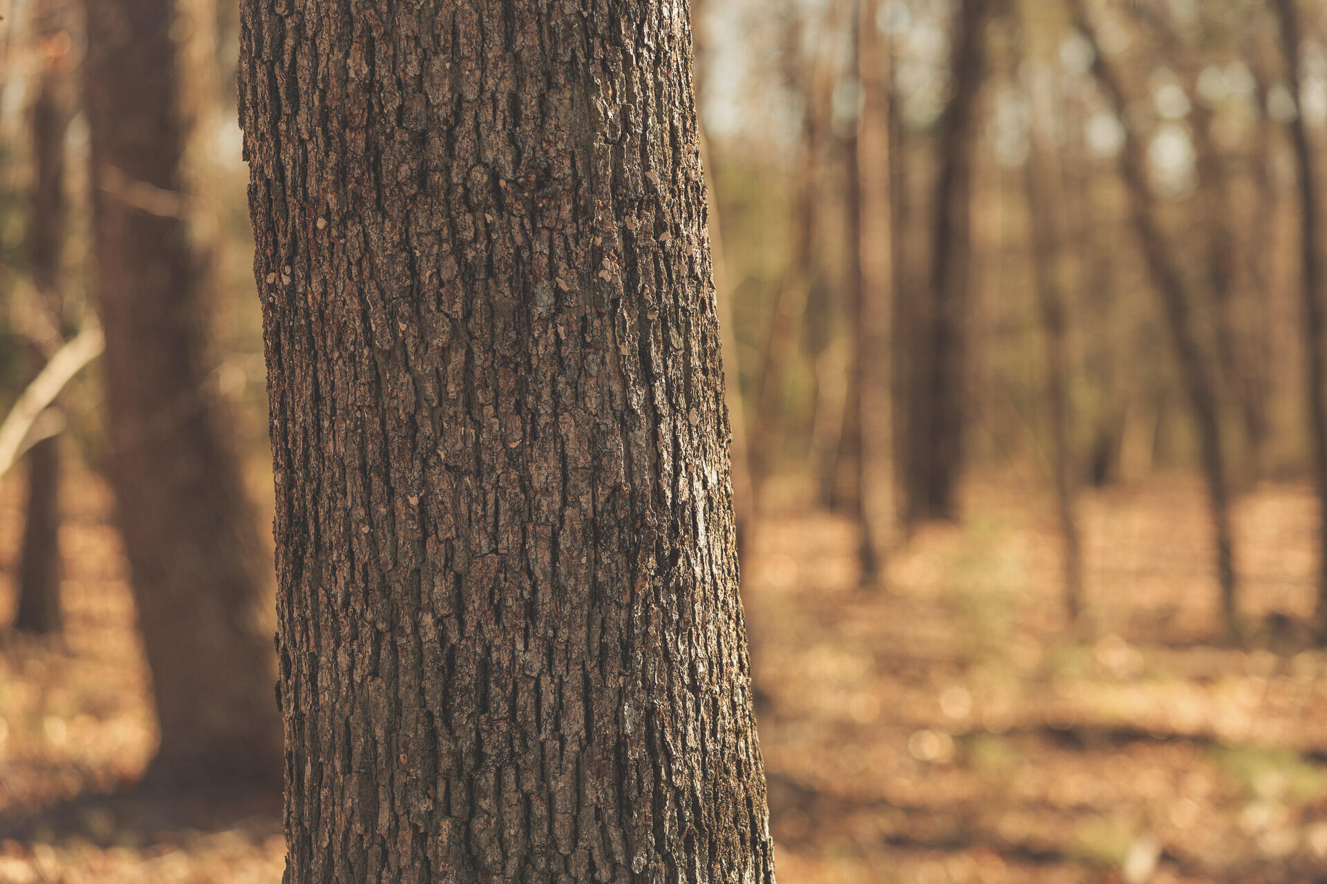 12733 Jones Gap Road Soddy Daisy, TN 37379 - Photo 84 of 108 Untitled-546