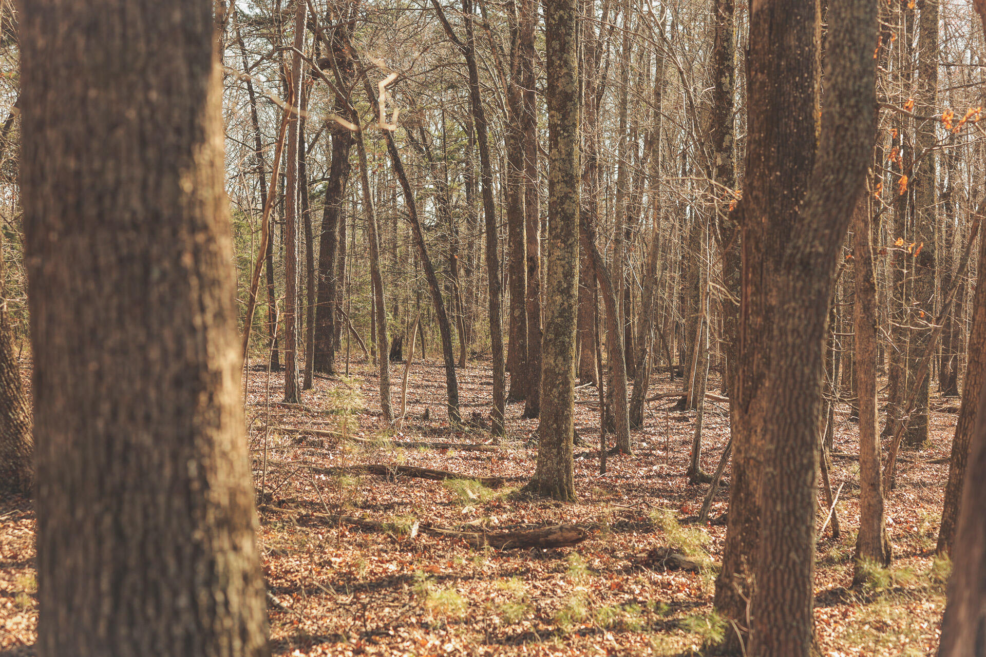 12733 Jones Gap Road Soddy Daisy, TN 37379 - Photo 85 of 108 Untitled-547