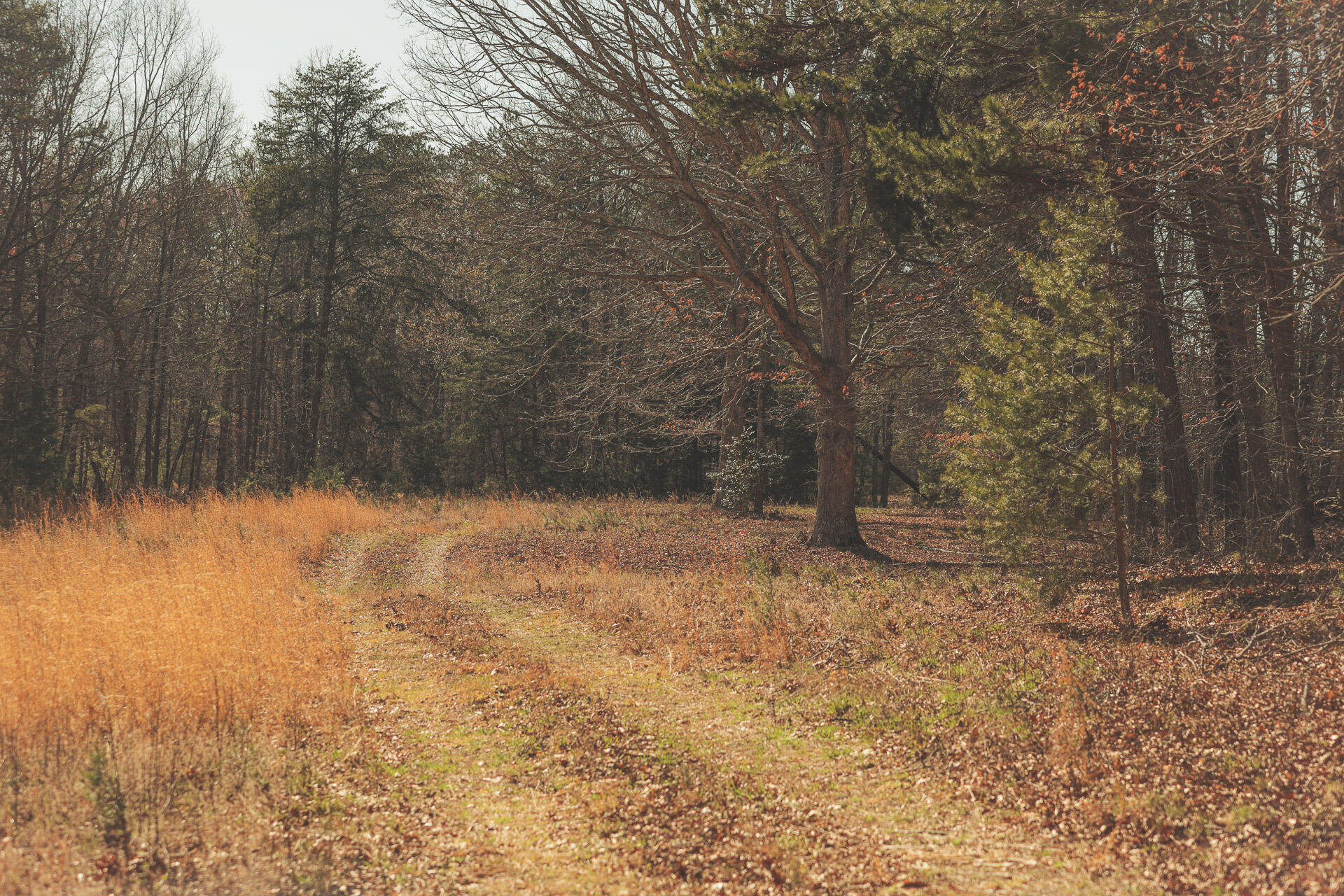 12733 Jones Gap Road Soddy Daisy, TN 37379 - Photo 87 of 108 Untitled-550