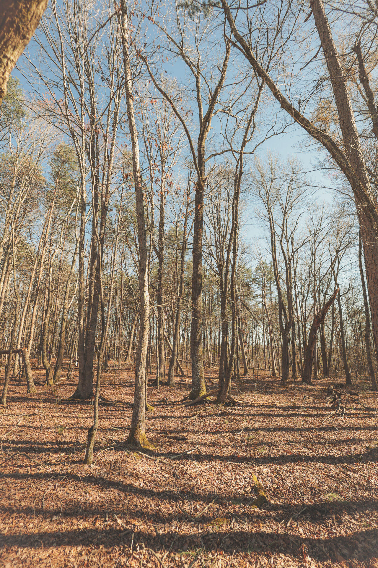 12733 Jones Gap Road Soddy Daisy, TN 37379 - Photo 88 of 108 Untitled-553