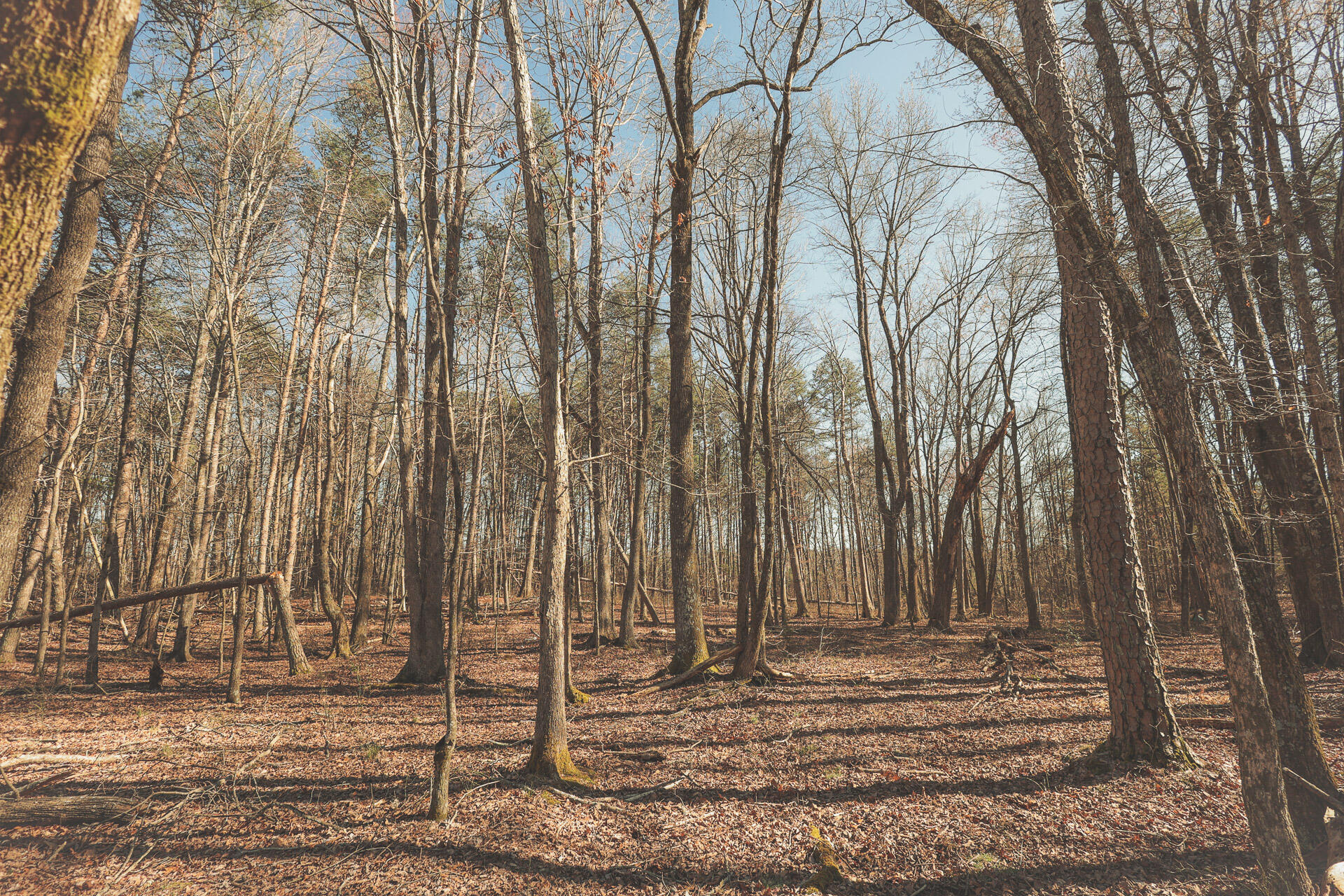 12733 Jones Gap Road Soddy Daisy, TN 37379 - Photo 89 of 108 Untitled-554