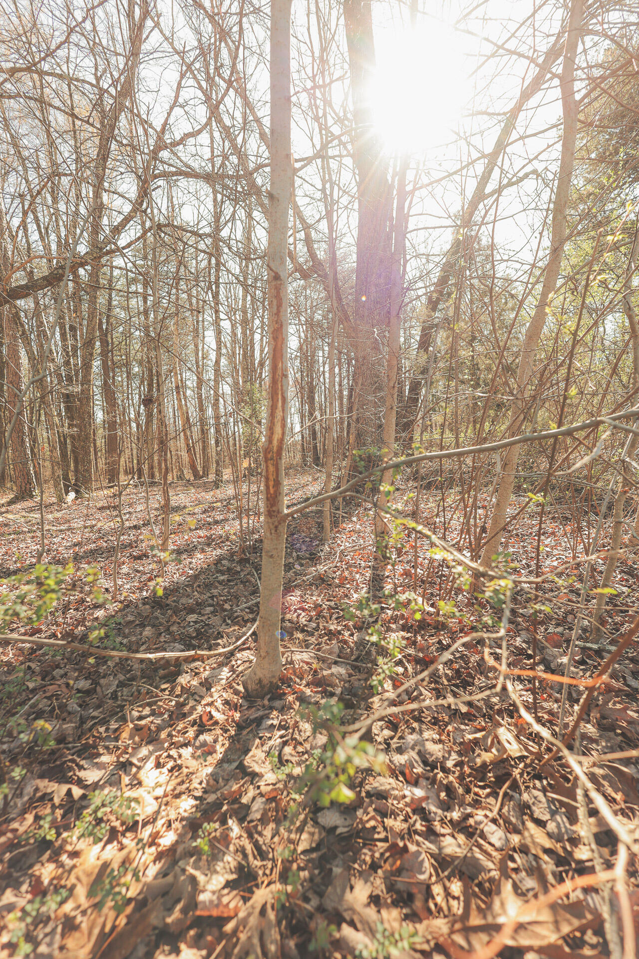 12733 Jones Gap Road Soddy Daisy, TN 37379 - Photo 90 of 108 Untitled-555