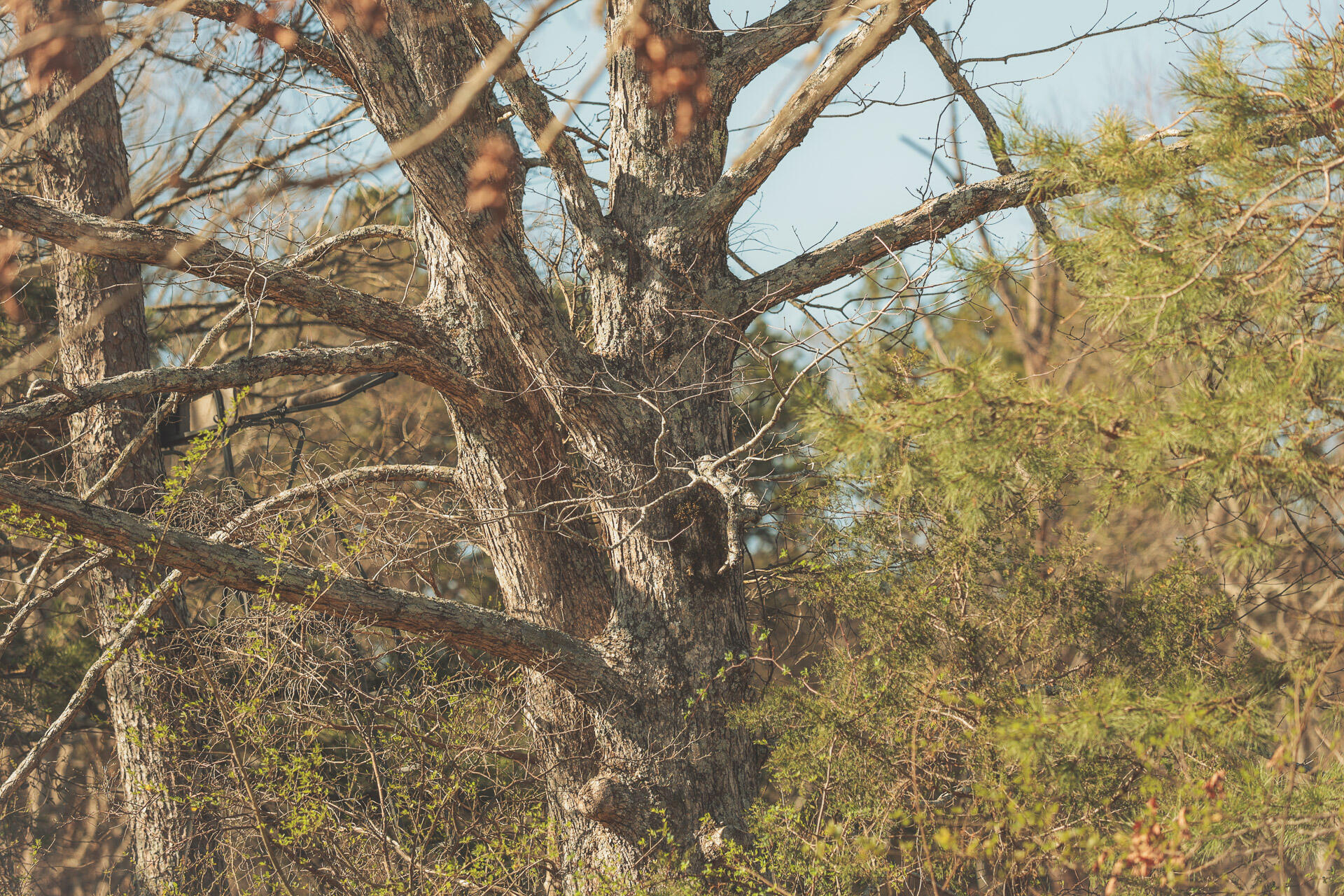 12733 Jones Gap Road Soddy Daisy, TN 37379 - Photo 93 of 108 Untitled-560