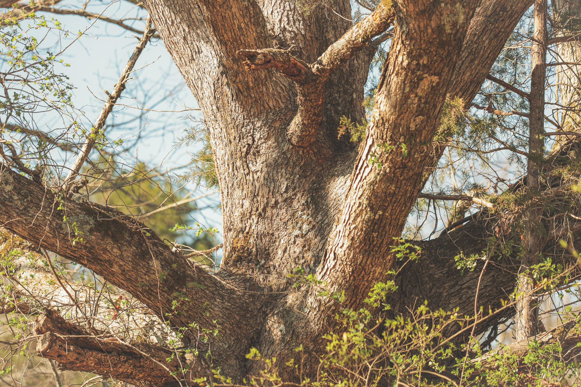 12733 Jones Gap Road Soddy Daisy, TN 37379 - Photo 95 of 108 Untitled-562