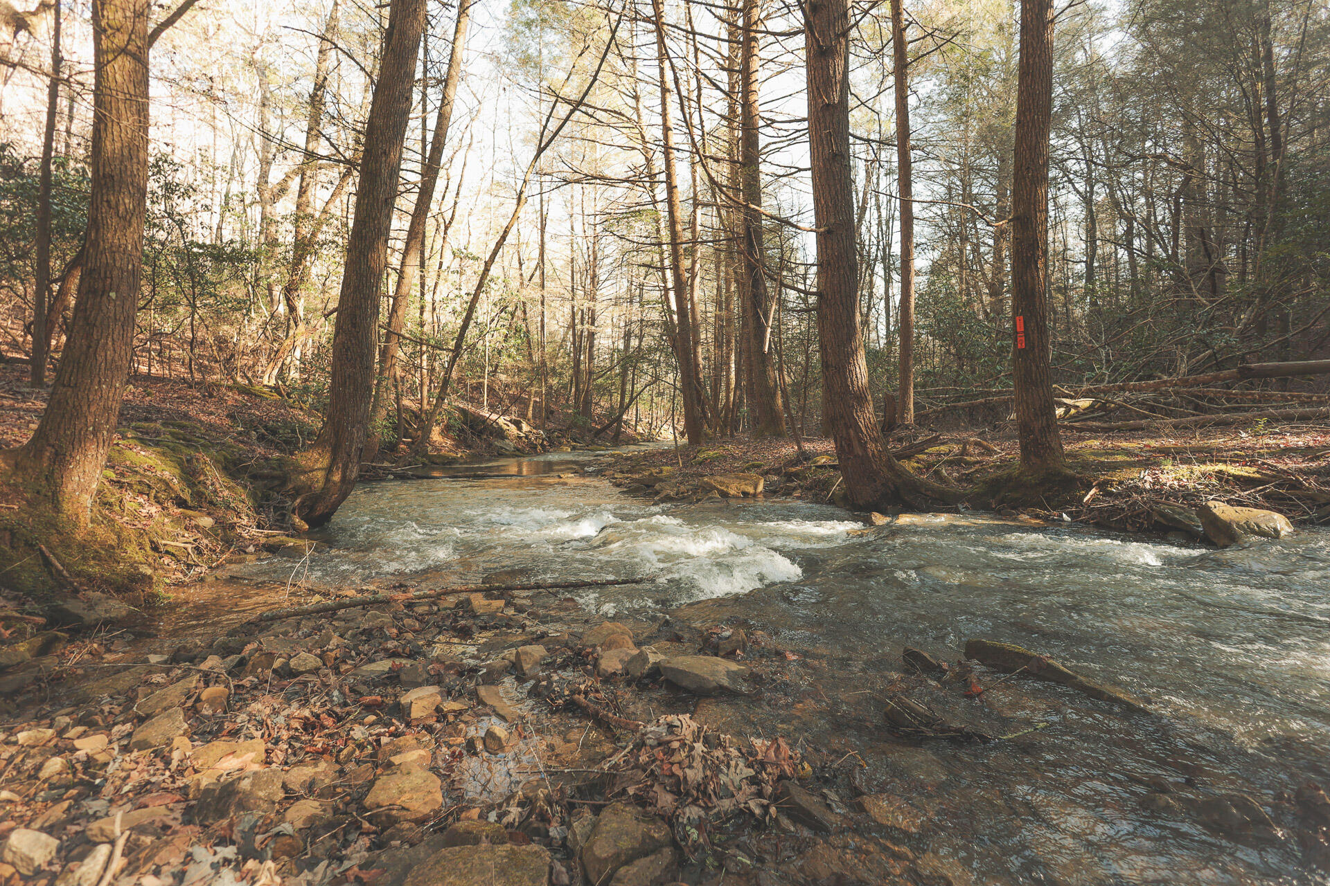 12733 Jones Gap Road Soddy Daisy, TN 37379 - Photo 10 of 108 7a