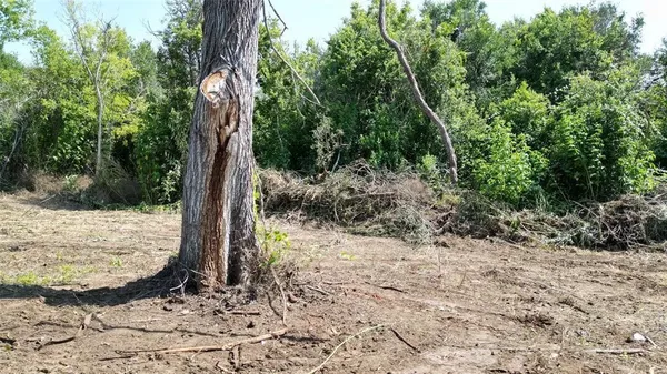 a view of a yard with plants and trees