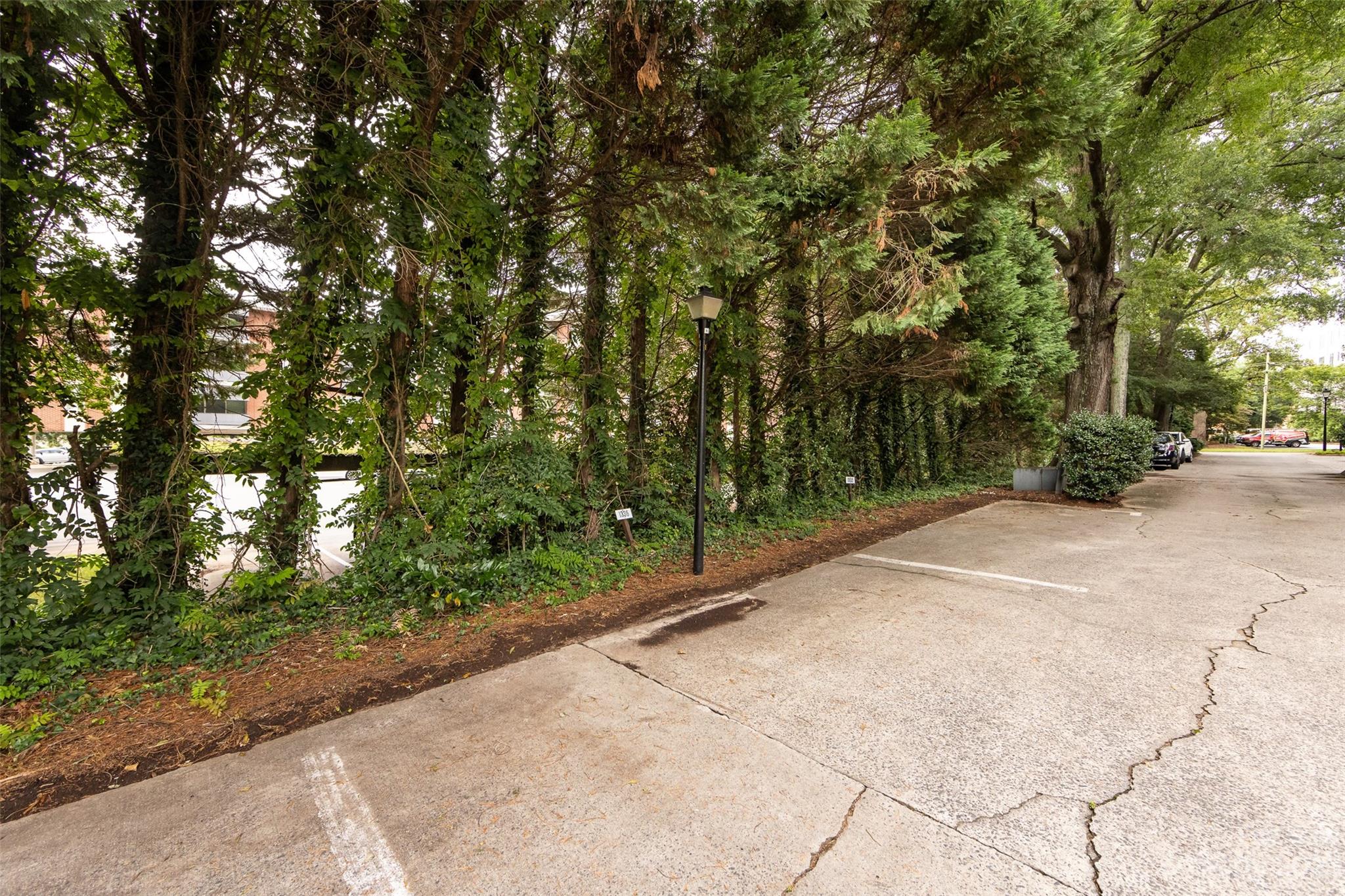 1336 Queens Road Charlotte, NC 28207 - Photo 6 of 36 a view of a yard with plants and trees