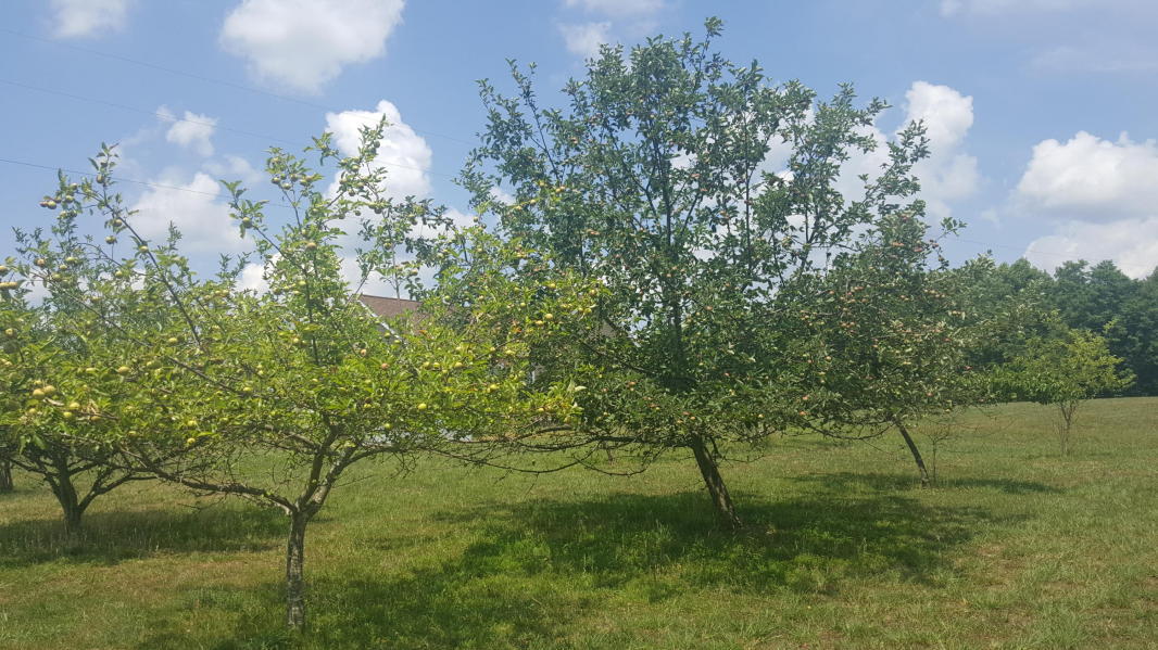 2025 Lower Firetower Road Sequatchie, TN 37374 - Photo 13 of 13 Great yard