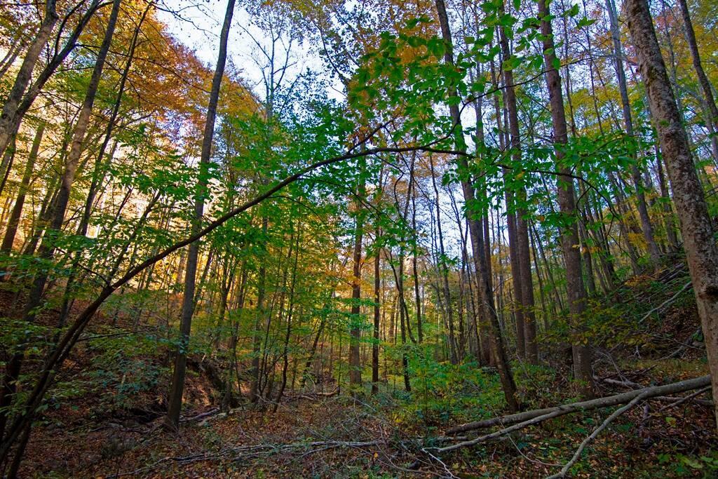 3087 Seminole Road Forest Hill, WV 24935 - Photo 25 of 36 Gallery Image 25