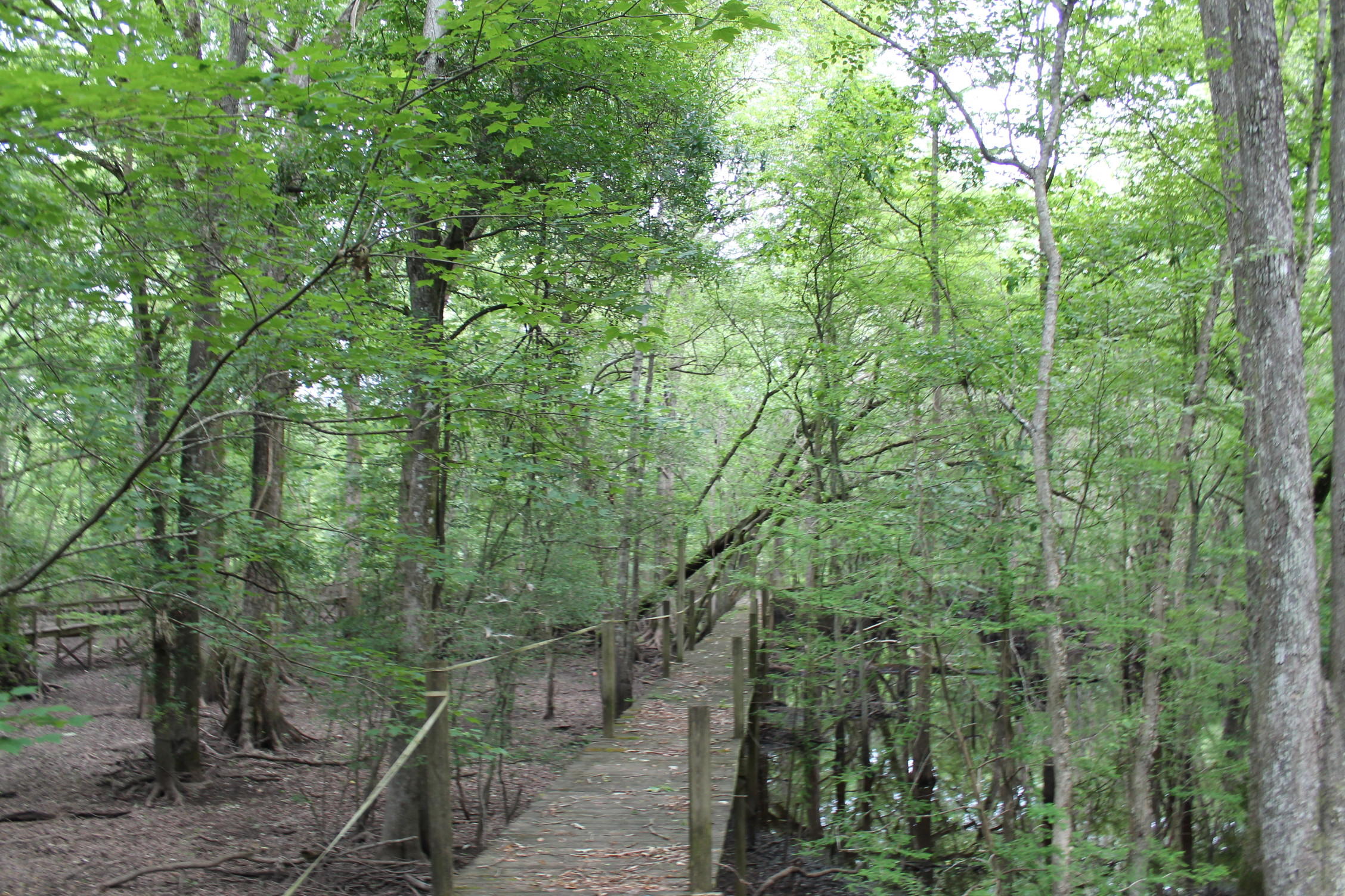 3869 Cannon Road Round O, SC 29474 - Photo 10 of 18 IMG_1596