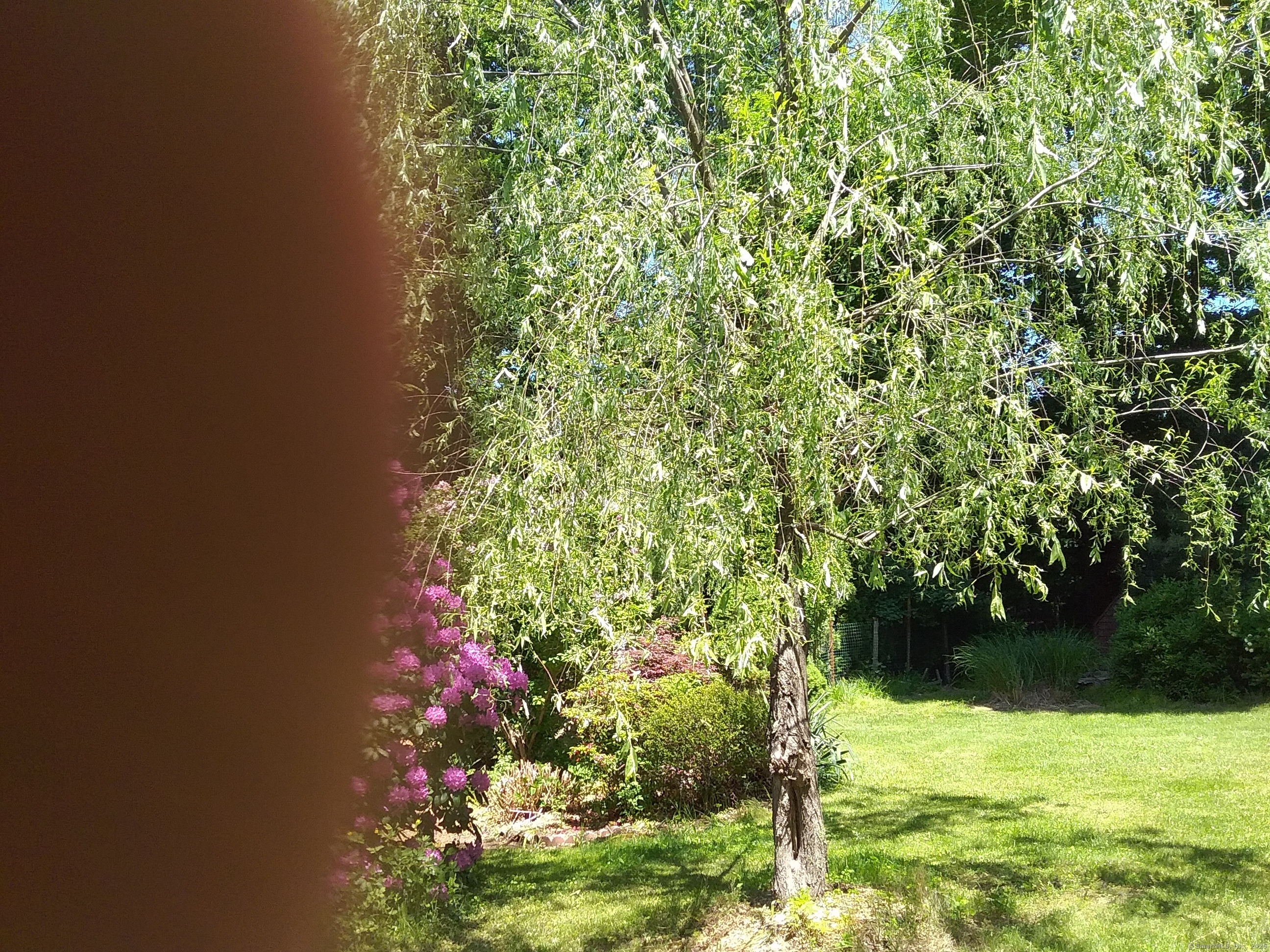 a view of yard with flower plant