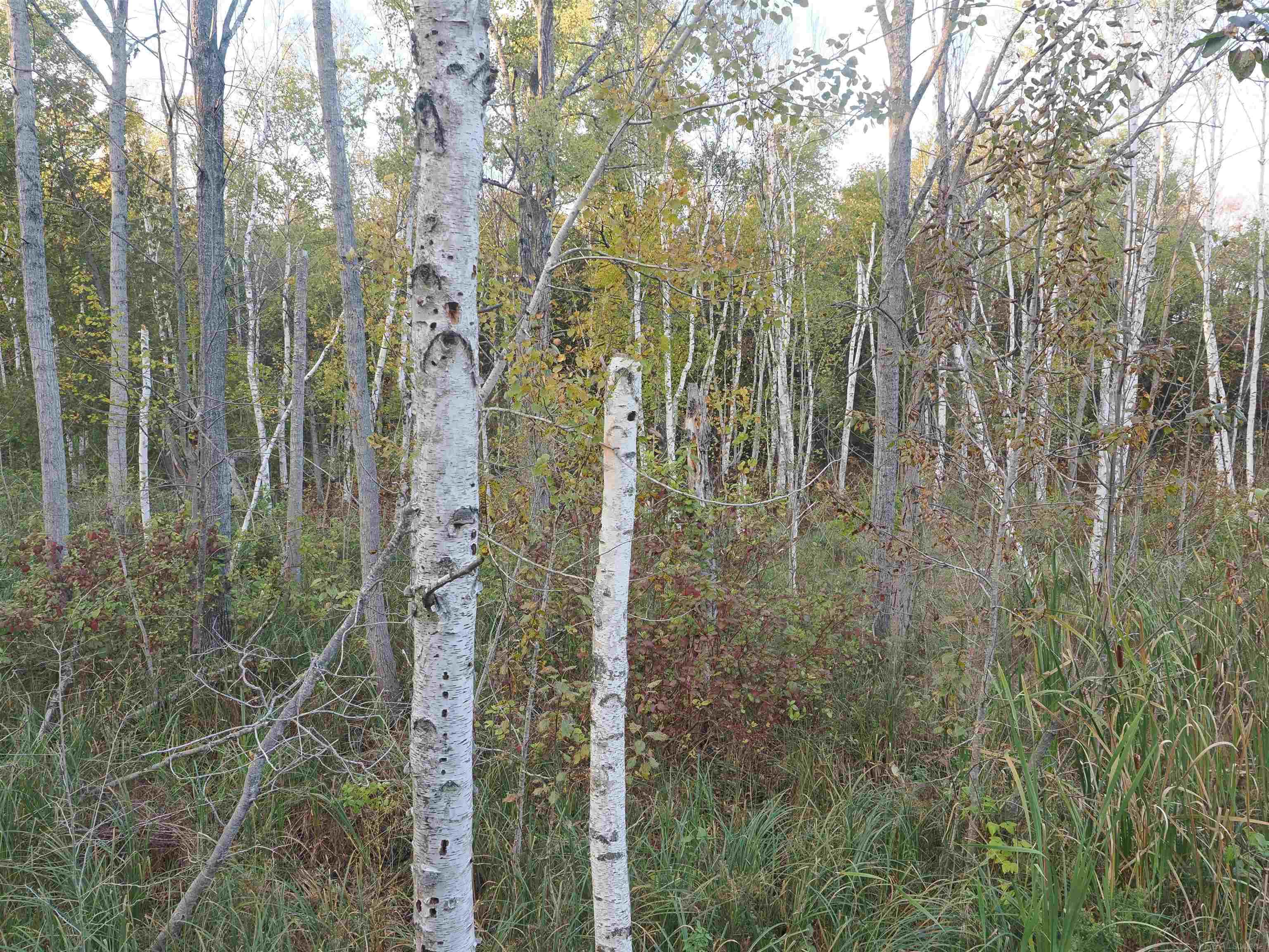 Xxx Tolan Road Spruce, MI 48762 - Photo 41 of 79