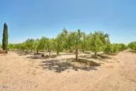 a view of a yard with plants and trees