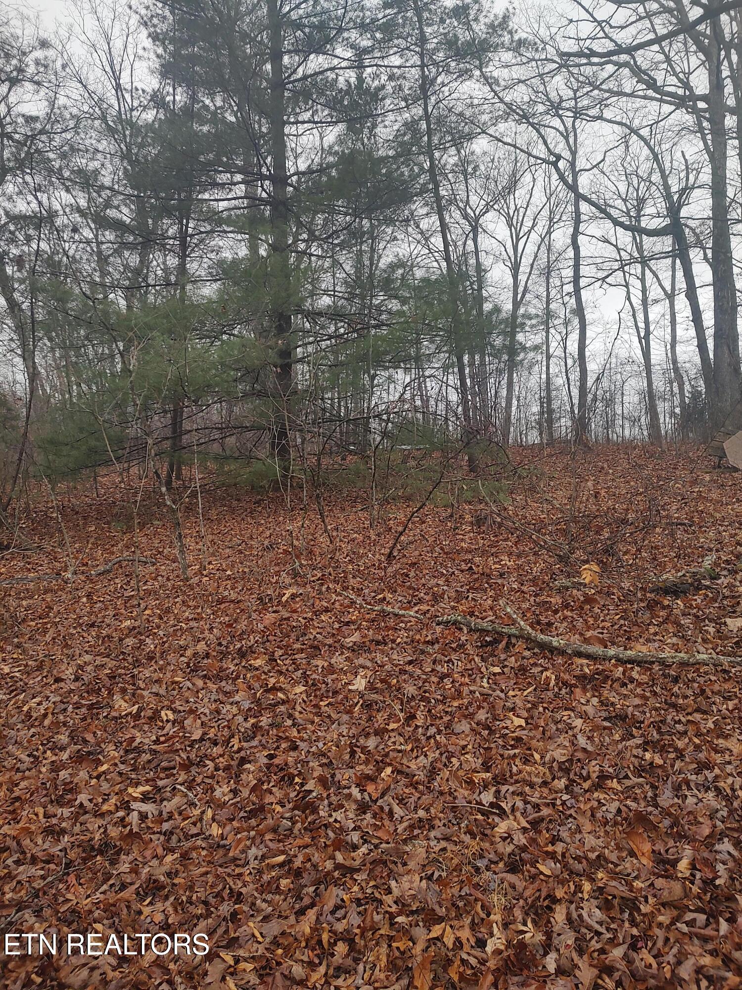 4.9-acres Raccoon Ridge Road Spring City, TN 37381 - Photo 24 of 27 IMG_20260106_160724816_HDR