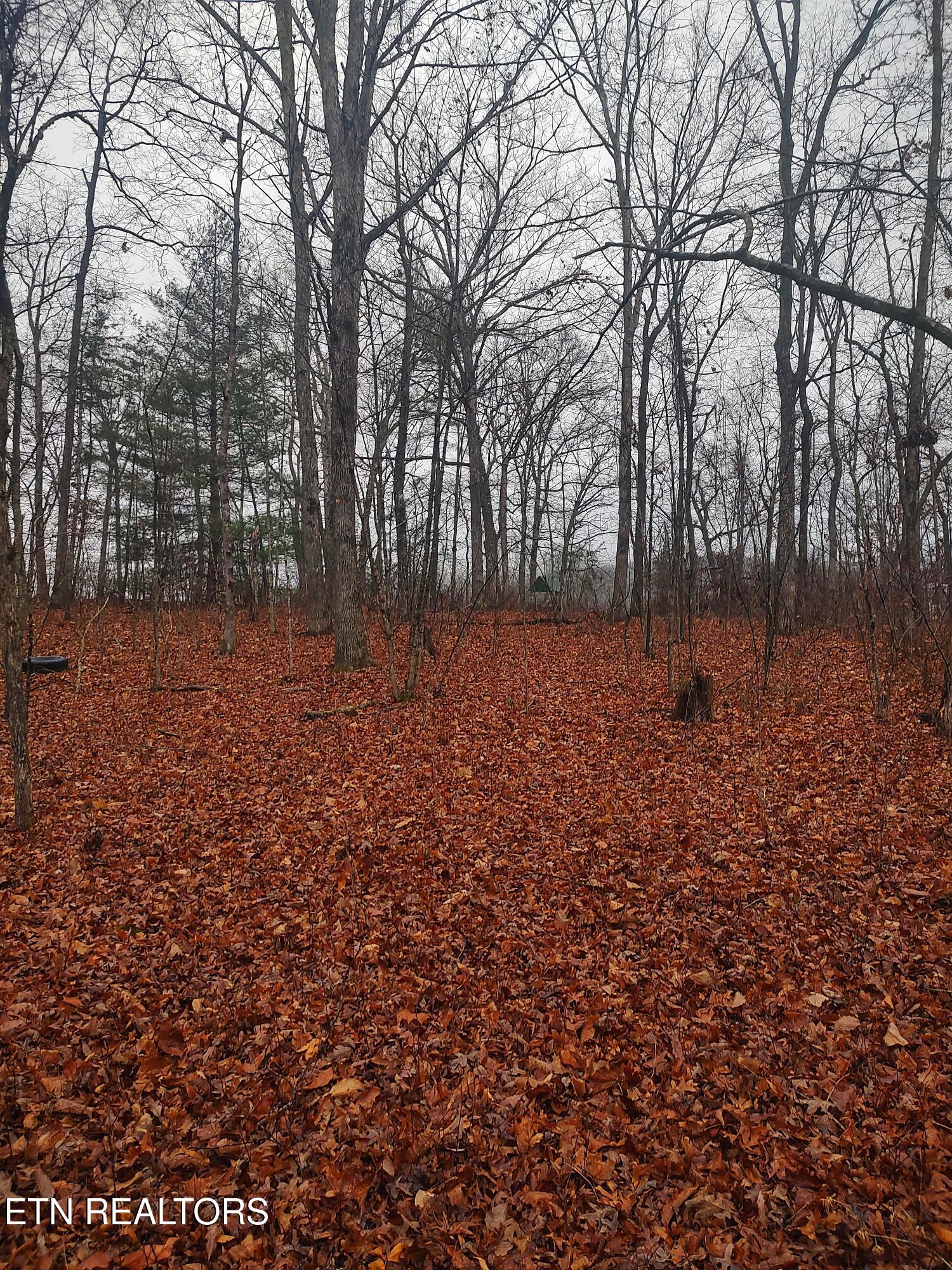 4.9-acres Raccoon Ridge Road Spring City, TN 37381 - Photo 9 of 27 1000006282