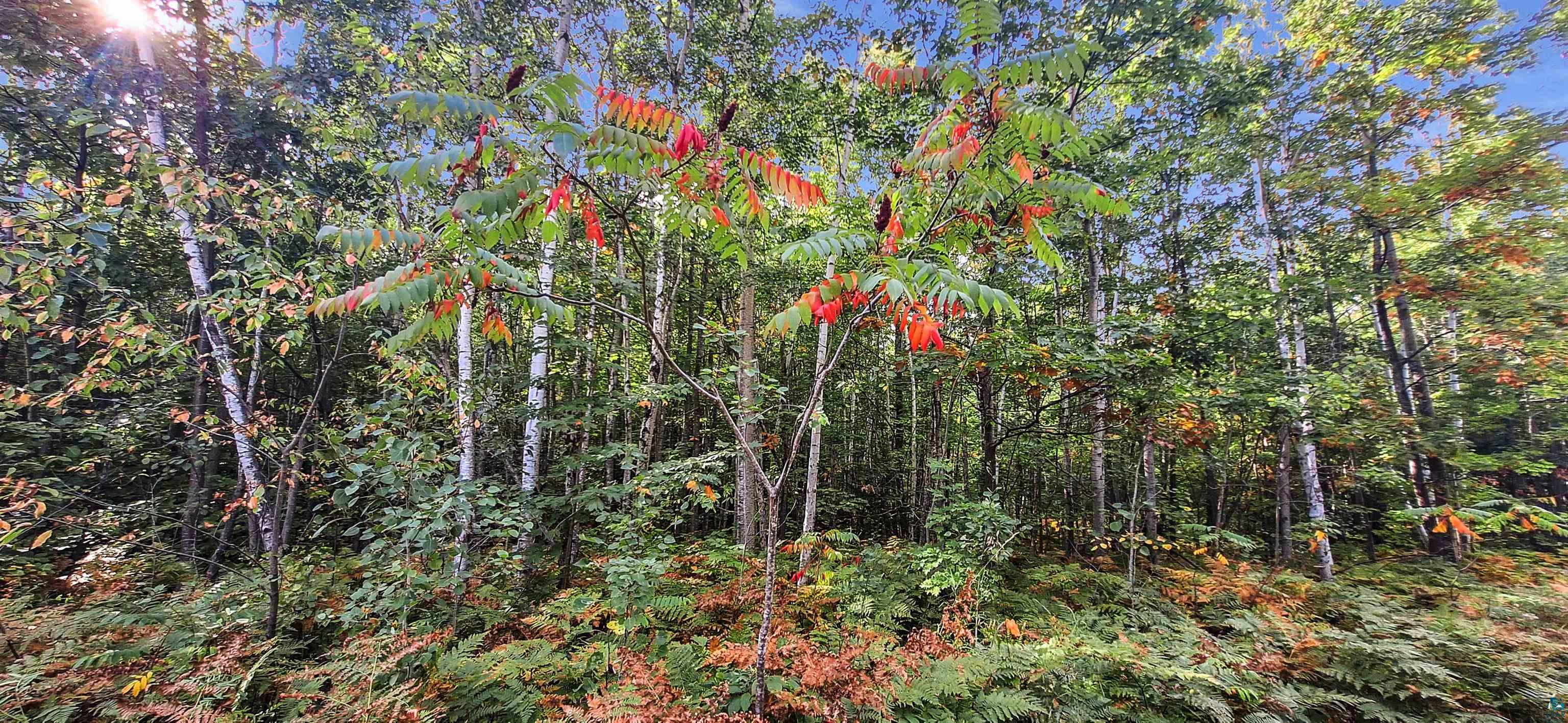 Xxx Apple Hill Road Bayfield, WI 54814 - Photo 11 of 18 Gallery Image 11