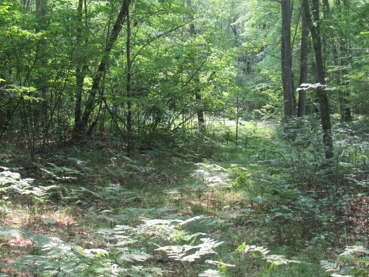 Tbd Kafka Road Wausaukee, WI 54177 - Photo 22 of 37 Gallery Image 22