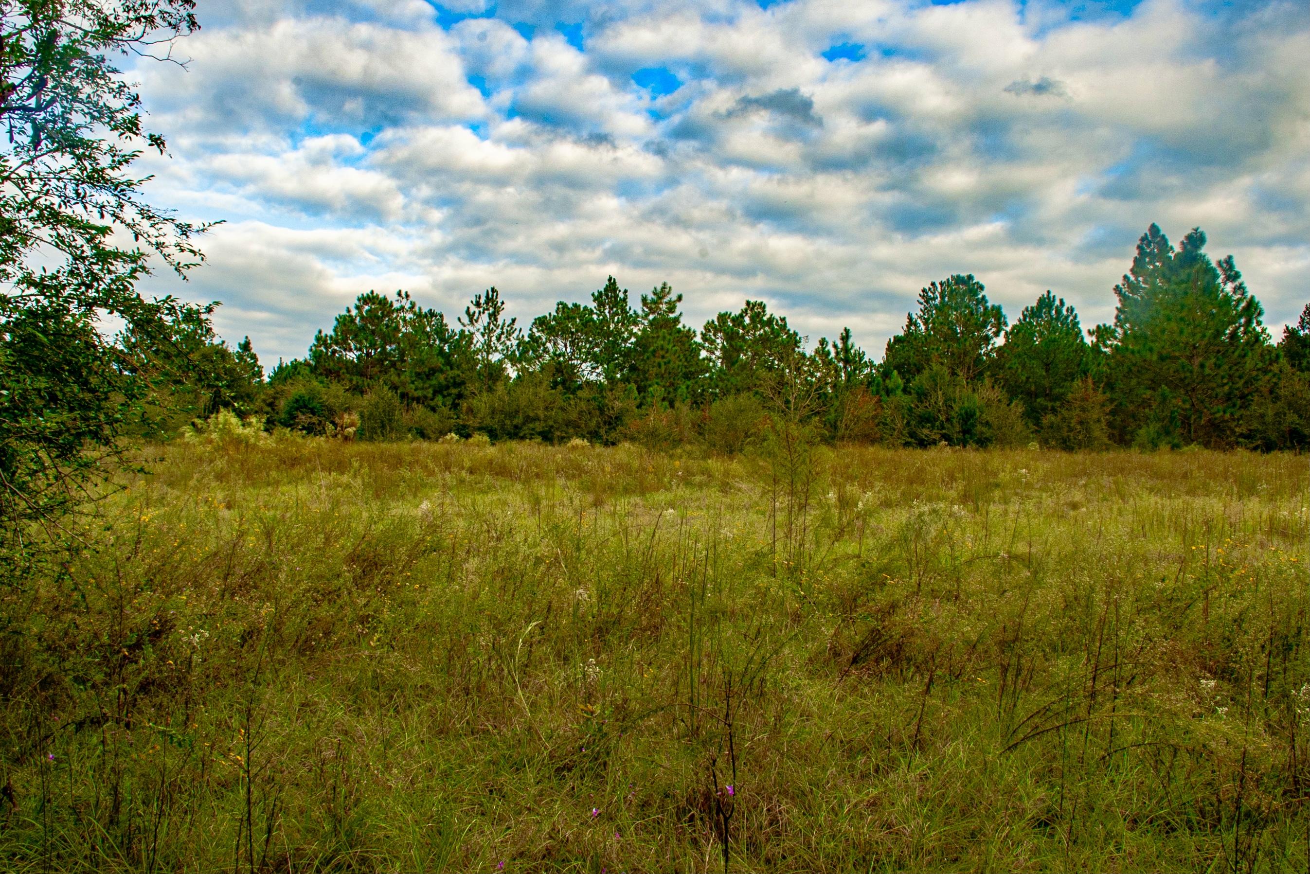 Xxx Sandy Ramp Road DeFuniak Springs, FL 32433 - Photo 3 of 15