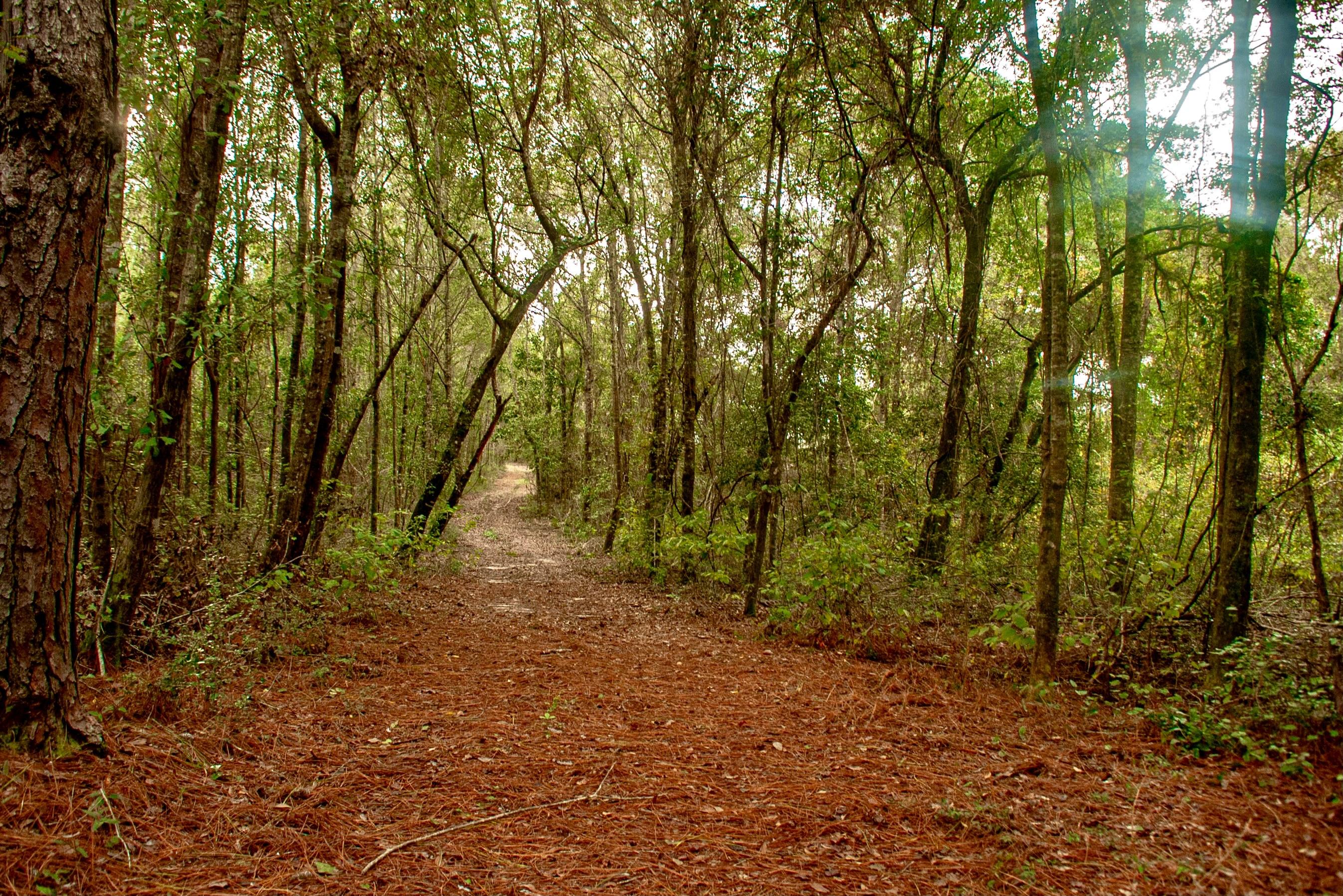 Xxx Sandy Ramp Road DeFuniak Springs, FL 32433 - Photo 7 of 15 a backyard of a house with lots of trees