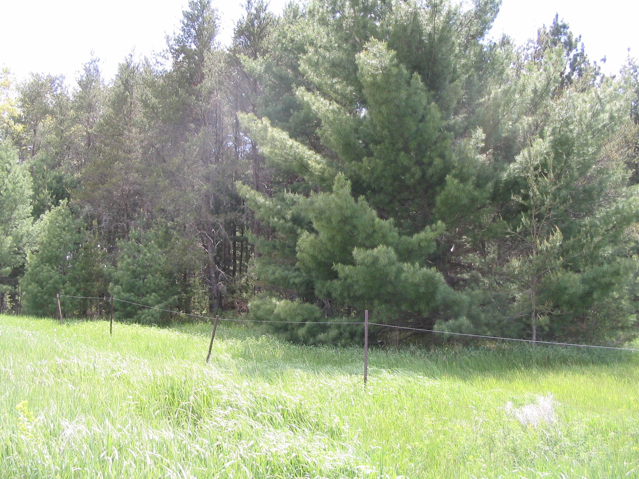 Merrio Road Grayling, MI 49738 - Photo 3 of 7 Gallery Image 3