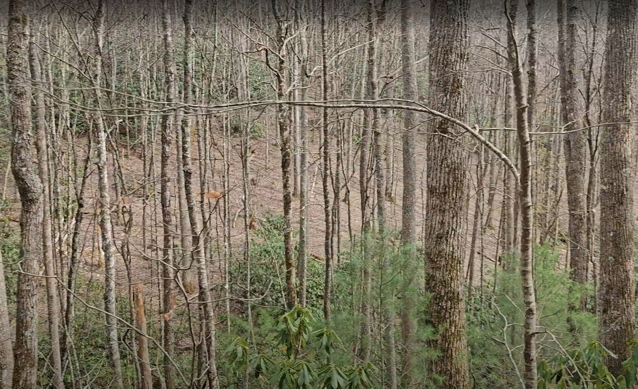 0 Falls Road Scaly Mountain, NC 28775 - Photo 17 of 23 Gallery Image 17