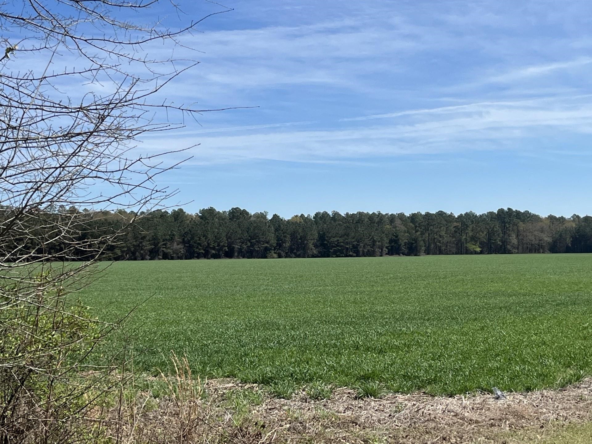 Salem Road Bennettsville, SC 29512 - Photo 4 of 12