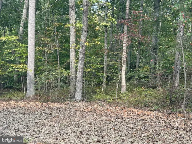 a view of a forest that has large trees