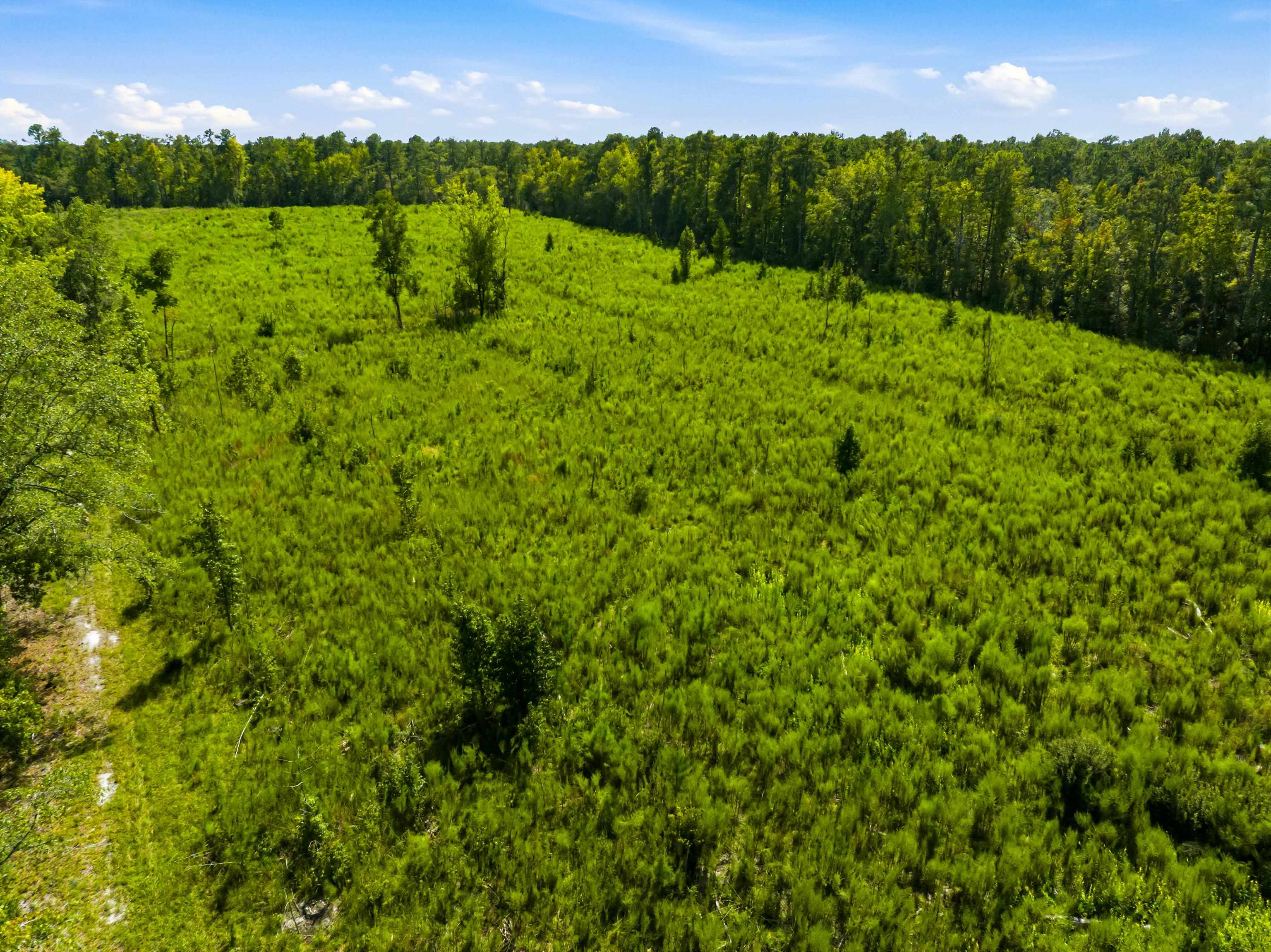 1569 Dave Plowden Pond Road Manning, SC 29102 - Photo 35 of 92 Gallery Image 35