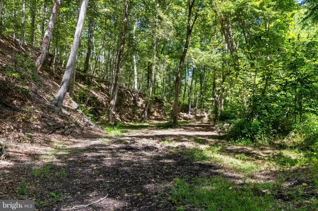 a view of a yard with plants and trees