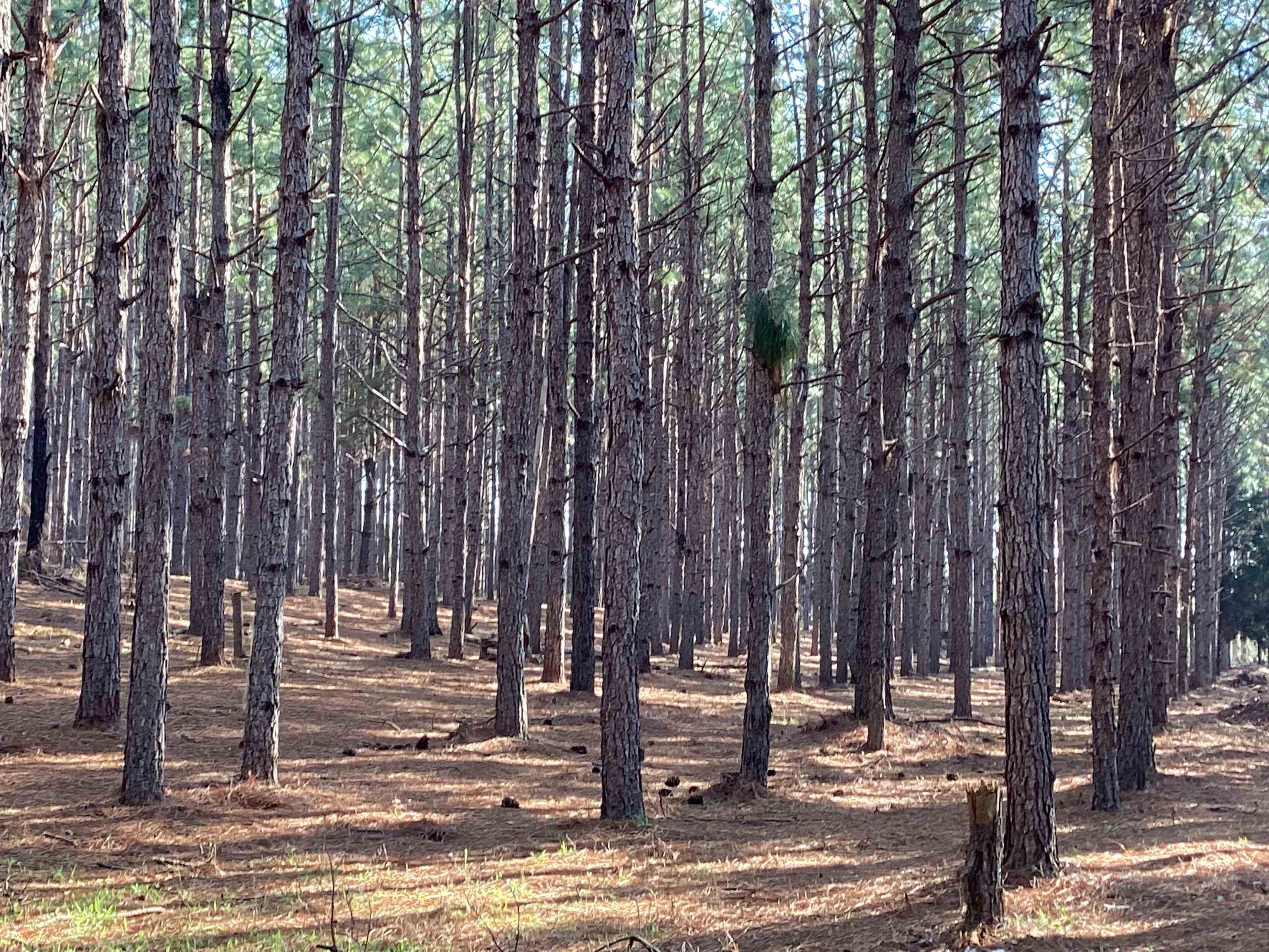 108 Carlisle Road Andalusia, AL 36421 - Photo 26 of 37 Gallery Image 26