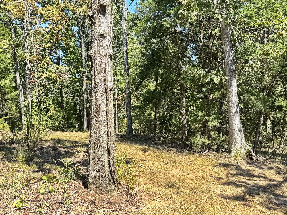 0 Southeast 500 Road Collins, MO 64738 - Photo 7 of 43 7