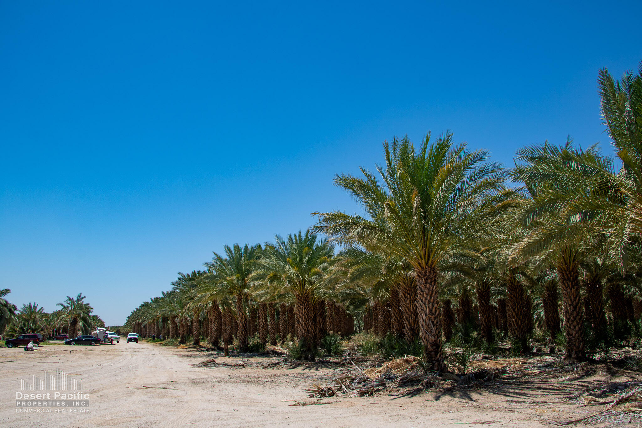 1095 Midland Road Blythe, CA 92225 - Photo 3 of 7 a view of a backyard with palm trees