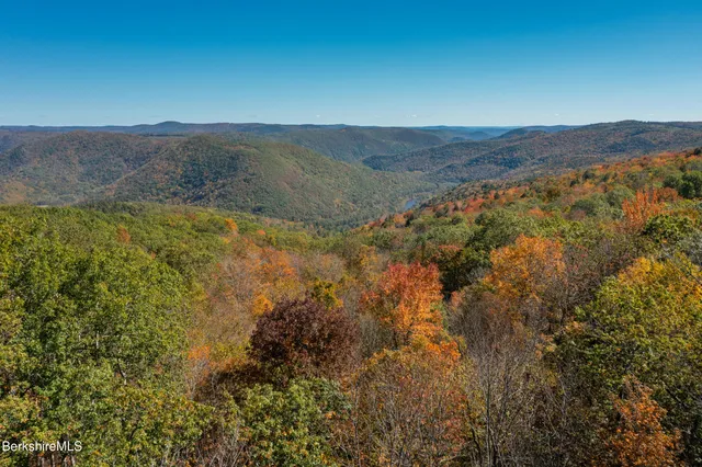 a view of a forest with a mountain