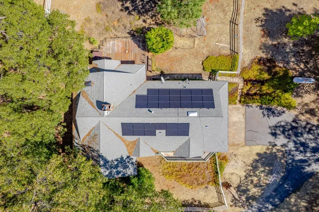 a view of a forest with a tree