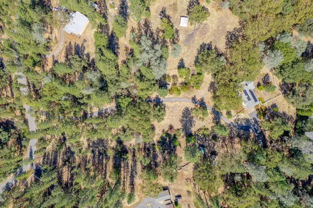 a view of a yard with plants and large trees