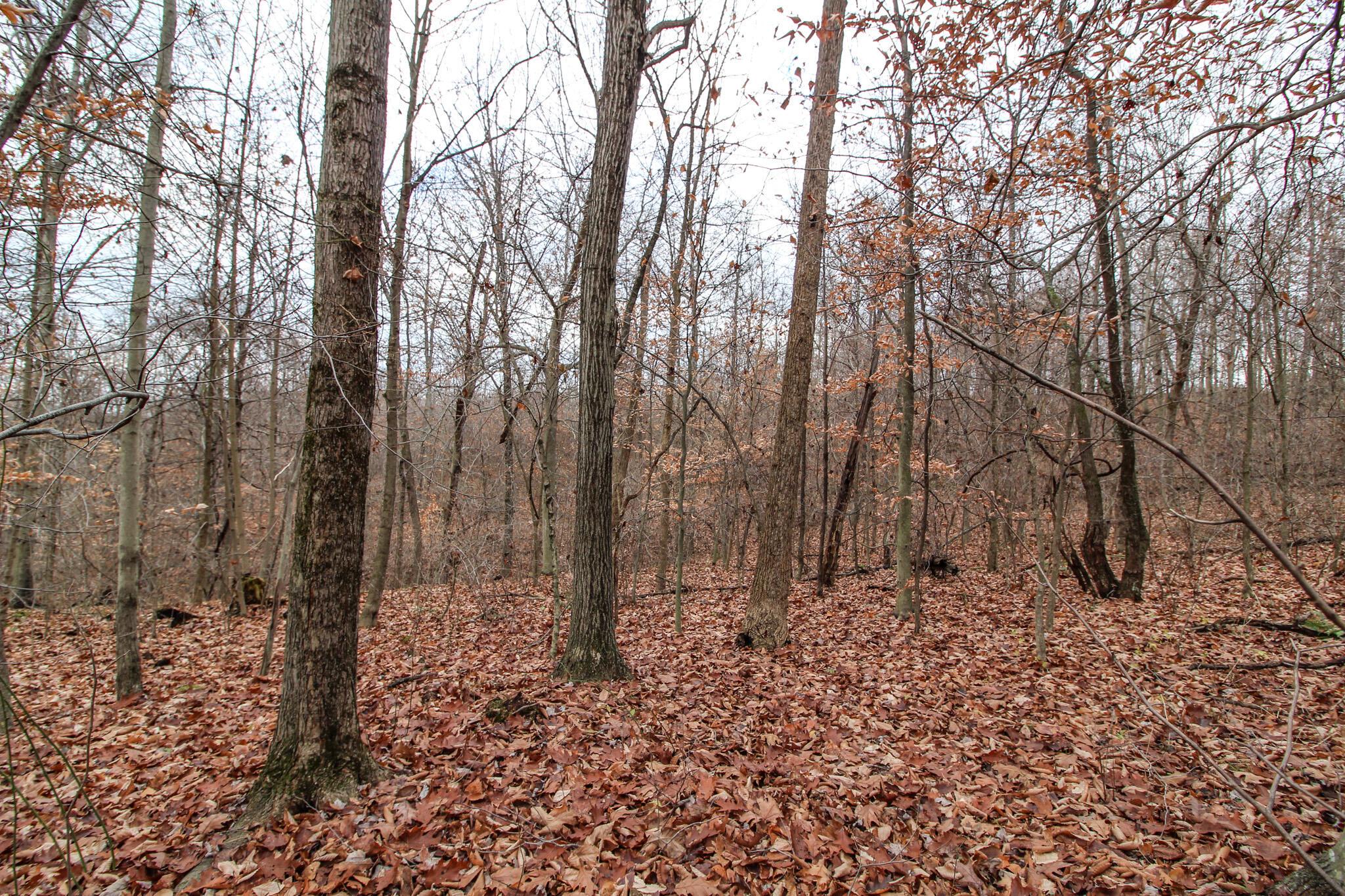 0 Virginia Ridge Road Philo, OH 43771 - Photo 20 of 29 IMG_7609