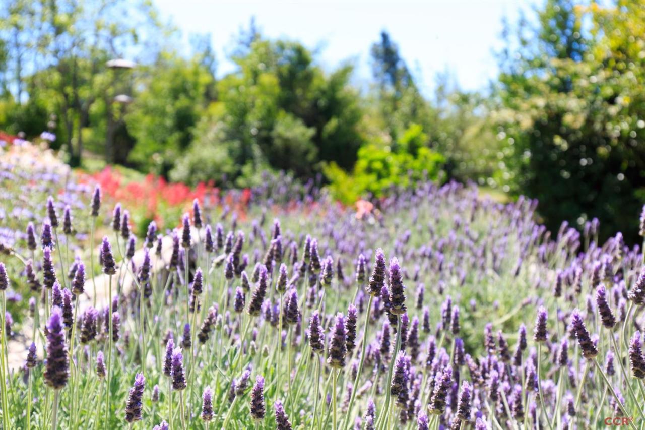 701 Roskilde Road Solvang, CA 93463 - Photo 18 of 22 Additional Photo