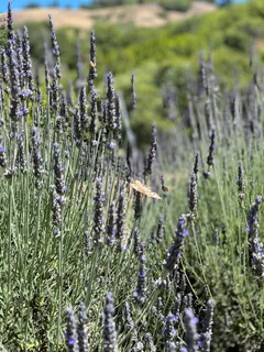 $6,895,000 | 4000 Old Rancheria Road, Nicasio, CA 94946