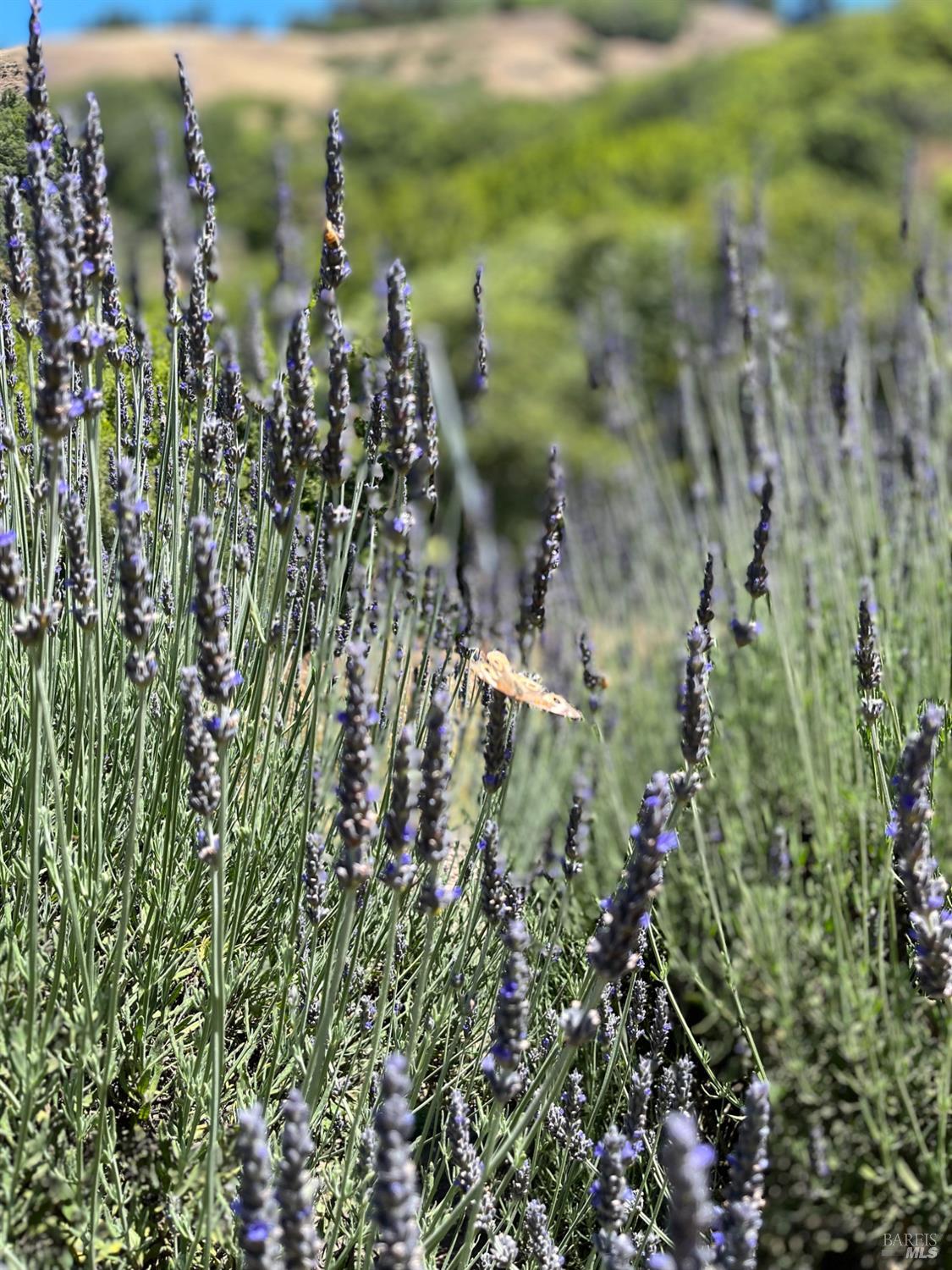 4000 Old Rancheria Road Nicasio, CA 94946 - Photo 43 of 46