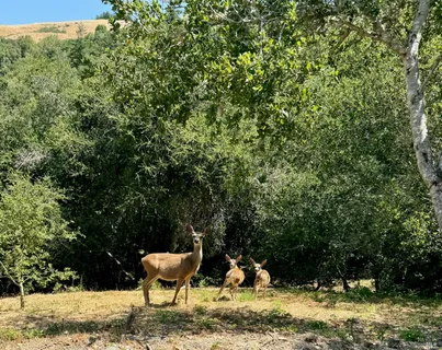 $6,895,000 | 4000 Old Rancheria Road, Nicasio, CA 94946