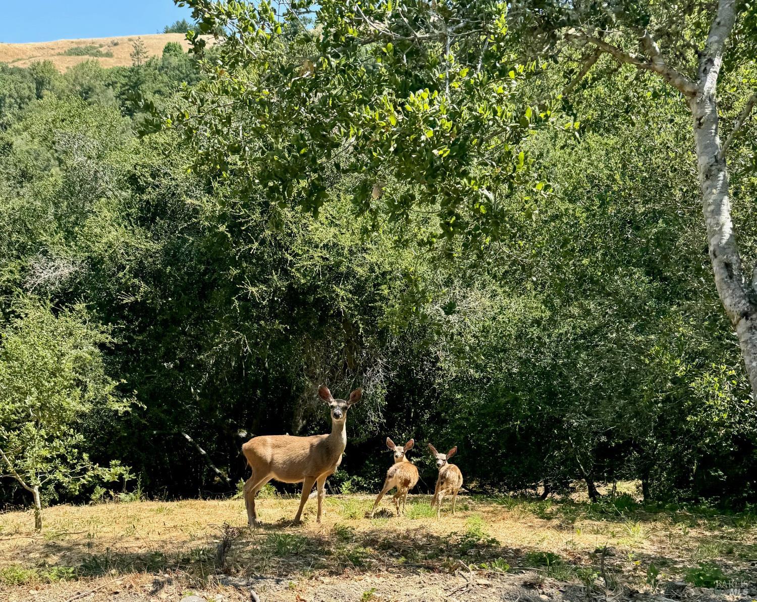 4000 Old Rancheria Road Nicasio, CA 94946 - Photo 45 of 46