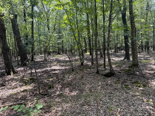 a view of a forest with trees in the background