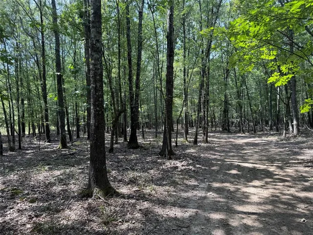 a view of a forest with trees in the background