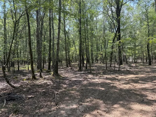 a view of a forest with trees