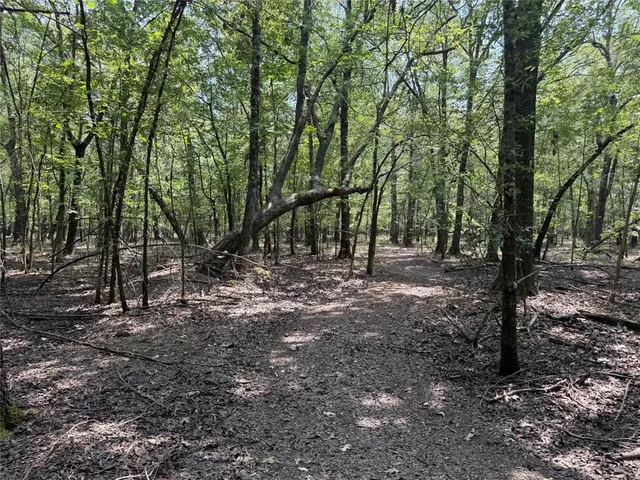 a view of a forest with trees in the background